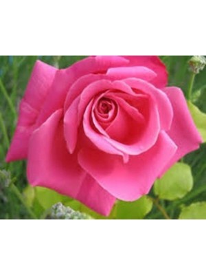 Odea Nura Botanik Pembe Yediveren Gül, 25-35 Cm, Saksıda Aşılı Gül Fidanı, Pink Rose