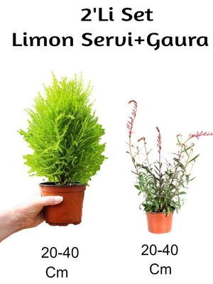 Odea Gardenbox 2'li Set Limon Servi Fidanı + Gaura Çiçeği, Dış Mekan Bitkisi, 20-40 Cm, Çok Renkli