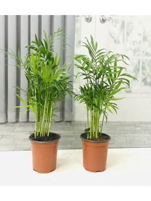 Odea Nura Botanik Areka Palmiyesi, 2 Adet, 30-40 Cm, Ev Ofis Salon Bitkisi