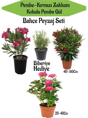 Odea Nura Botanik Bahçe Peyzaj Seti, Pembe Zakkum, Kırmızı Zakkum, Pembe Gül Fidanı, Biberiye Hediyeli