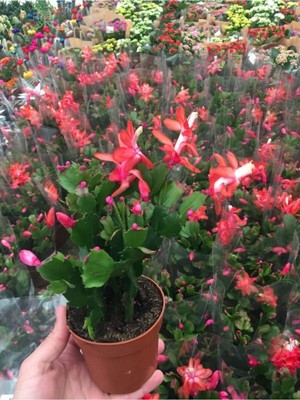 Odea Nura Botanik Schlumbergera Red Yılbaşı Çiçeği, 1 Adet Saksılı Kaktüs