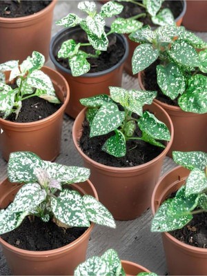 Odea Serada Decor & Plant Çilli Pembe Hostes Çiçeği, Pembe Renk, 1 Adet, 10CM Saksılı