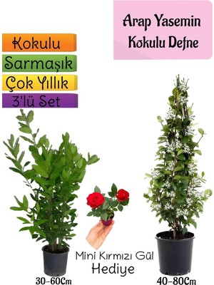 Odea Bitkim Sende Kokulu Arap Yasemini, Defne Çalısı, Mini Gül Hediyeli 3'lü Bahçe Seti