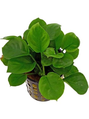 Odea Anubias Barteri Round Golden Coin 5-6 Yapraklı Canlı Bitki
