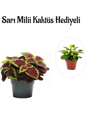 Odea Gardenbox Kadınlar Gününe Özel Renkli Yapraklı Yaprak-Cam Güzeli, Sarı Milli Kaktüs Hediyeli