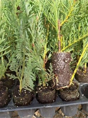 Odea Nura Botanik Leylandi Fidanı, Cupressus Leylandii, 10-25 Cm, 40 Adet, Viyolde