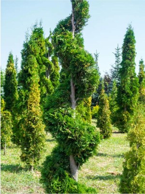 Odea Serada Decor & Plant Leylandi Servi Bitkisi, 50-70 Cm, 1 Adet, Dış Mekan Ağacı, Cupressocyparis Leylandii
