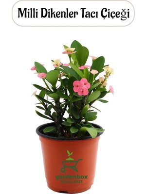 Odea Nura Botanik Pembe Renk Dikenler Tacı Kaktüsü, 15-25 Cm, Euphorbia Milii, 1 Adet