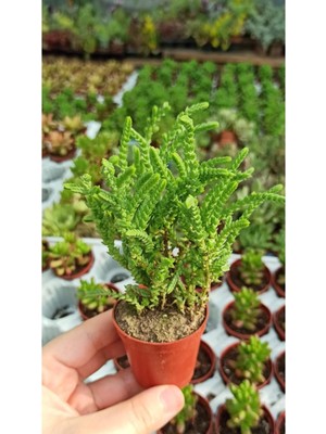 Odea Nura Botanik Crassula Muscosa Watch Succulent Prenses Çamı, 5,5 cm Saksı, Yeşil