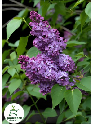 Odea Nura Botanik Kokulu Leylak Çiçeği Fidanı, 1 Adet Saksılı, 30-60CM, Syringa