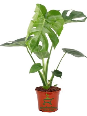 Odea Nura Botanik Saksılı Monstera Deliciosa, Deve Tabanı Çiçeği, 30-60 Cm, Yeşil
