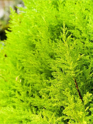 Odea Nura Botanik Limon Çamı Kokulu Limoni Selvi, 50-70 Cm, Saksılı Dış Mekan Ağacı, Cupressus Macrocarpa