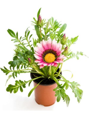 Odea Gardenbox Pembe-Beyaz Gazanya Çiçeği, Saksılı, 15-25CM, Çiçekli Bodur Bitki