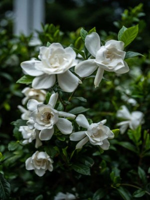 Odea Serada Decor & Plant Mis Kokulu Gardenya Çiçeği, 25-40 Cm, Saksılı, Iç Mekan Bitkileri