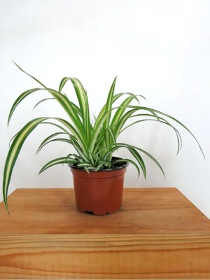 Odea Nura Botanik Sarı Alacalı Kurdele Çiçeği Chlorophytum Comosum, 20-40CM
