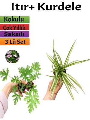 Odea Nura Botanik Itır Çiçeği + Kurdele Çiçeği Seti, 5-15 Cm, Dış Mekan Bitkileri, 2 Adet