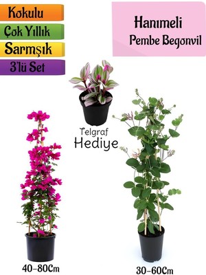 Odea Gardenbox Pembe Begonvil, Kokulu Hanımeli Çiçeği, Telgraf Çiçeği 3'lü Peyzaj Seti