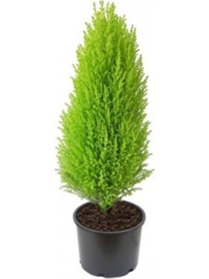 Odea Nura Botanik Limon Kokulu Limoni Servi, 30-60 Cm, Tüplü Dış Mekan Bitkileri, Yeşil