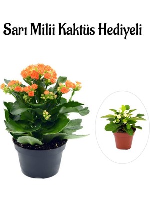 Odea Gardenbox Kadınlar Gününe Özel Turuncu Kalanşo, Emel Hanım Çiçeği, Sarı Milli Kaktüs Hediyeli