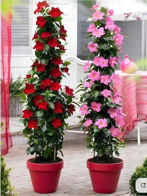 Odea Bitkim Sende Karışık Renkli Mandevilla Kırmızı-Beyaz, 30-60 Cm, Bol Çiçekli Sarmaşık Bitki