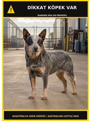 Ti Play Dikkat Köpek Var Avustralya Sığır Köpeği Görselli Pvc Uyarı Levhası 35X50CM