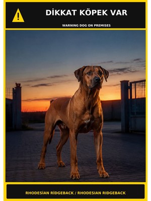 Ti Play Dikkat Köpek Var Rhodesian Ridgeback Görselli Pvc Uyarı Levhası 50X70CM