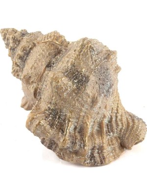 Mikasa Moor Deniz Salyangozu 17X12X10CM