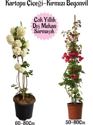 Vera Concept Store Kartopu Çiçeği ve Kırmızı Begonvil Saksılı Dış Mekan Bahçe Seti, 2 Adet