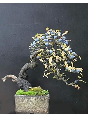 Vera Concept Store Blueberry Bonsai Ağacı 10+Tohum Saksı Toprak Seti