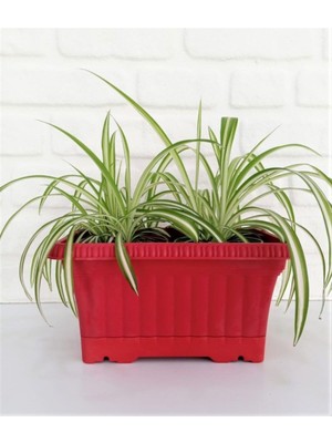 Vera Concept Store Balkon Saksı 3,5 Lt 3 Adet Kırmızı Renkli Saksı Plastik Saksı Ova Saksı Çiçek Saksısı