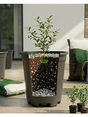 Vera Concept Store 1 Bitkilik Yaban Mersini Yetiştirme Seti
