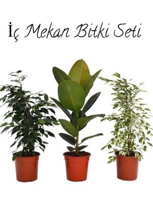 Vera Concept Store Salon Çiçek Seti Yeşil Benjamin (40-60CM)-KAUÇUK (50-60CM)-ALACALI Benjamin Çiçeği (40-50CM)