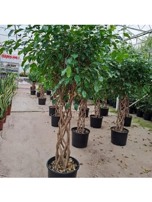 Fimer Yaş Örgülü Ficus Benjamin Çiçeği
