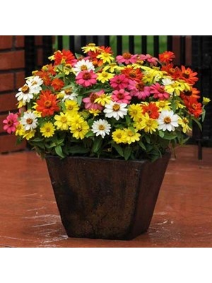 Die Grup Zinnia Tohumu(Zinnia Elegans)