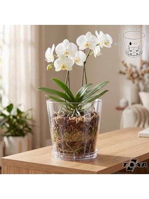 Die Grup Tabaklı Orkide Saksısı, 1.6 Lt 13 Cm, Şeffaf Kristal Plastik
