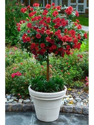 Die Grup Kırmızı Kokulu Saksı Gülü - 35-40 cm Saksılı Çiçek