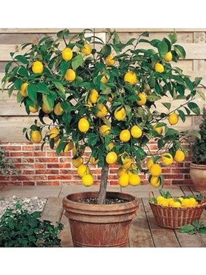 Die Grup Limon Fidanı Yediveren Mayerlimon Ağacı Fidanı Saksılı 3 Yaş Evde Bakılabilir Bodur (Çiçek Hediyeli), SRD345