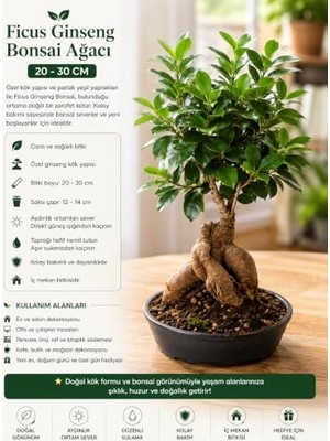 Die Grup Ficus Ginseng Bonsai Ağacı Saksı, 20-30 cm