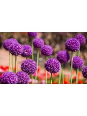 Die Grup Tohum Dünyam 20 Adet Giant Ball Onion Allium Christophii Huge Hardy Perennial Tohumu
