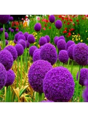 Die Grup Tohum Dünyam 20 Adet Giant Ball Onion Allium Christophii Huge Hardy Perennial Tohumu