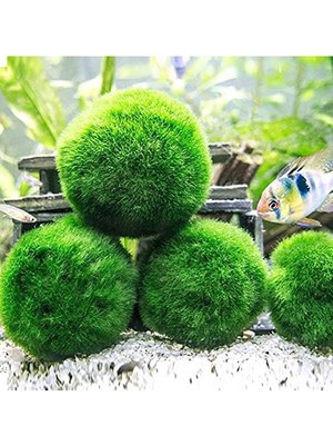 Die Grup Canlı Yosun Topu, 3-4 cm Boyutunda Doğal Bitki
