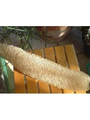 SBN - Store Lif Sünger Kabağı Tohumu (Sponge Gourd)