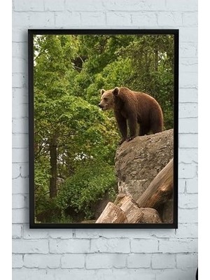Mabelme Store Prime (PSTER9975) Ayı Hayvan Çerçeveli Tablo 2 (40X50CM)