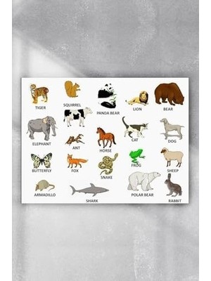 Mabelme Store Prime (PSTER5009) Hayvanlar Eğitim Posteri (90X130CM)