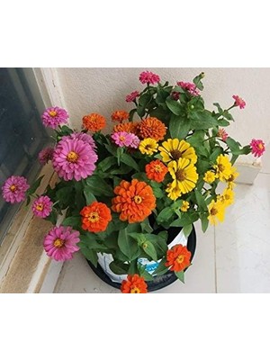 Vera Concept Store Zinnia Tohumu(Zinnia Elegans) Saksı Toprak Seti