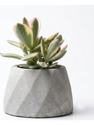Vera Concept Store Zevli Ateliera® El Yapımı Beton Saksı + Canlı Sukulent & Kaktüs Koleksiyonu Gri Geo Saksılı Rainbow Jade (Para Çiçeği)