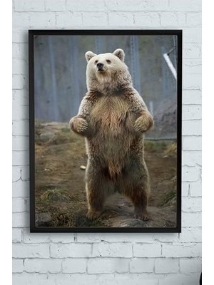 Prime (PSTER9983) Ayı Hayvan Çerçeveli Tablo 3 (50X70CM)
