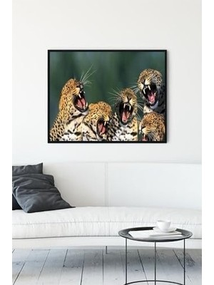 (PSTER11954) Gülen Leoparlar Eğlenceli Mizahi Çerçeveli Tablo (50X70CM)