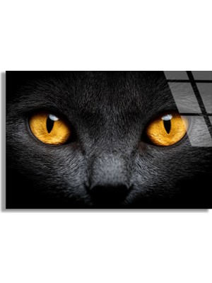 Steelartdec Sarı Gözlü Kedi Cam Tablo