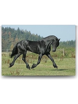 Mabelme Store Prime Siyah Arap Atı Tablosu - 45X30CM